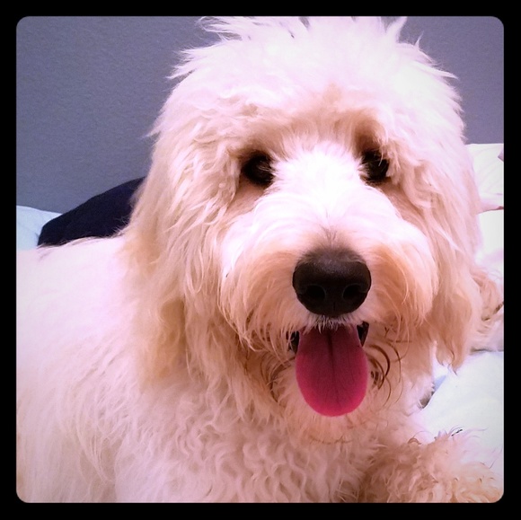 Meet your Posher, Rachel - Picture 1 of 1